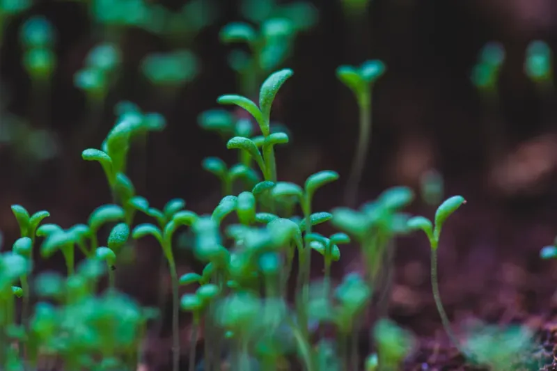 小さな芽から育つ植物